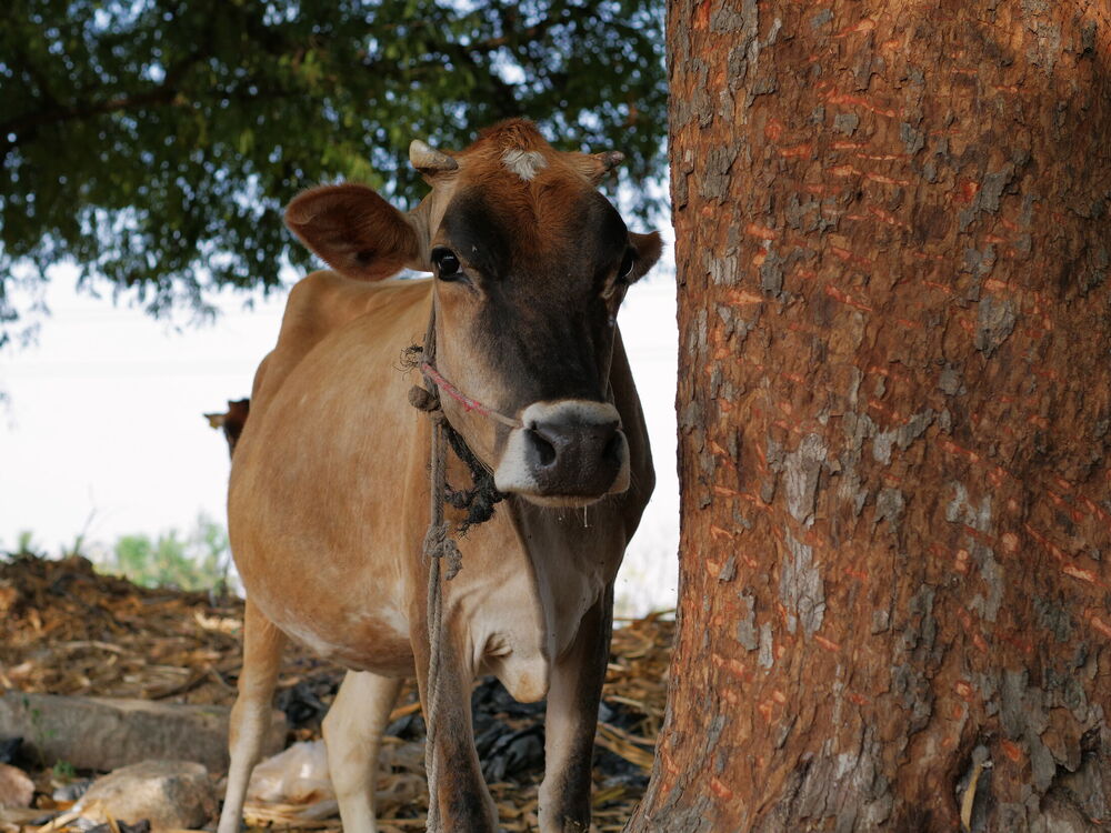 A tethered cow looking at the camera from behind a tree trunk in roadside shade, Andhra Pradesh, India