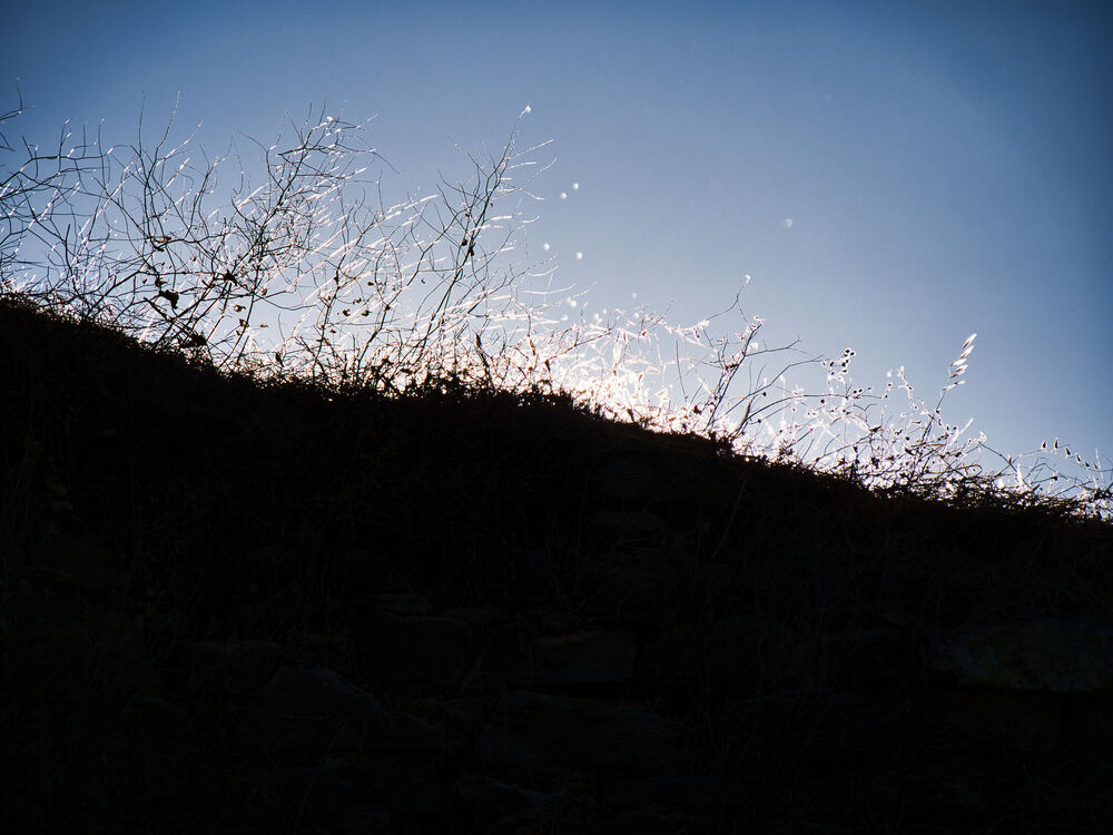 Frost-covered sparse vegetation backlit against bright blue sky, creating white crystalline silhouette against clear background