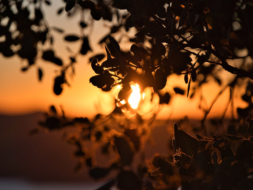 Silhouetted flowering branches and foliage backlit by golden sunrise, creating warm amber glow through plant structures
