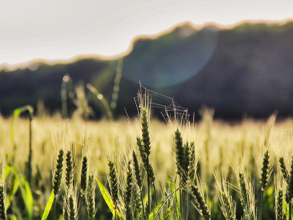 Close-up of ripening wheat ears with a spider web strung between the stalks, hedgerow blurred in the background