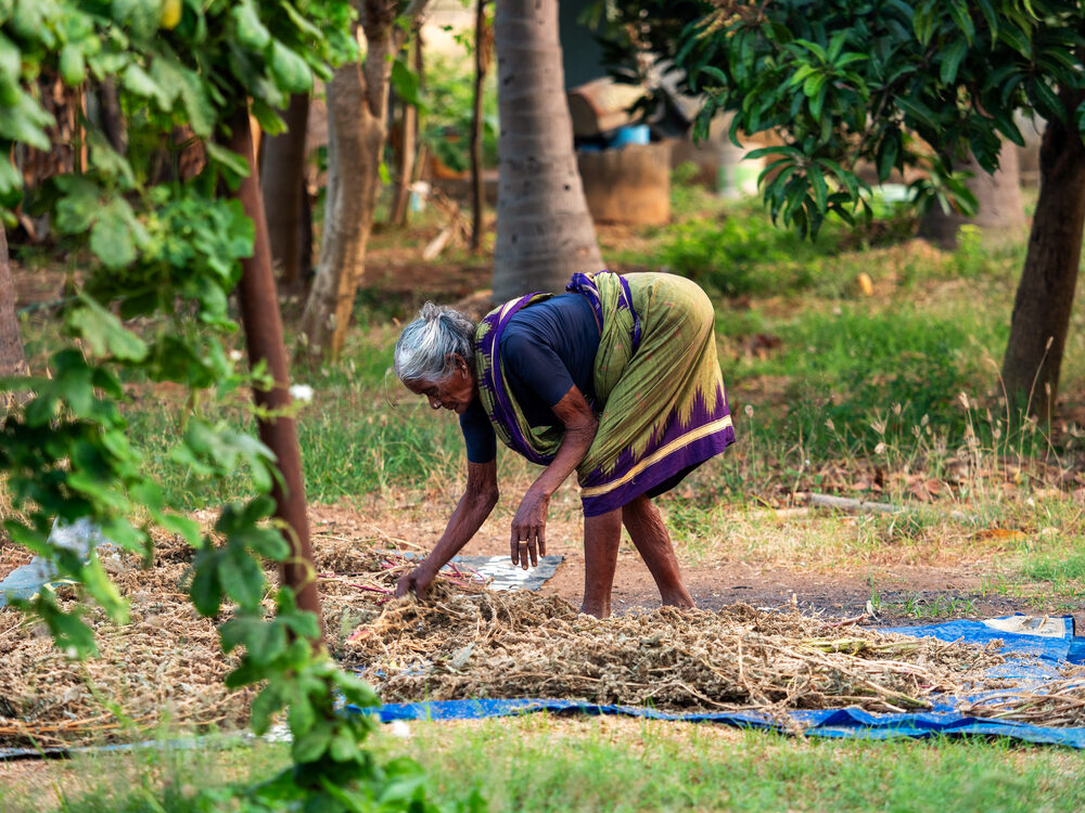 An elderly woman in a sari bending to spread drying crops in a shaded grove, Tamil Nadu