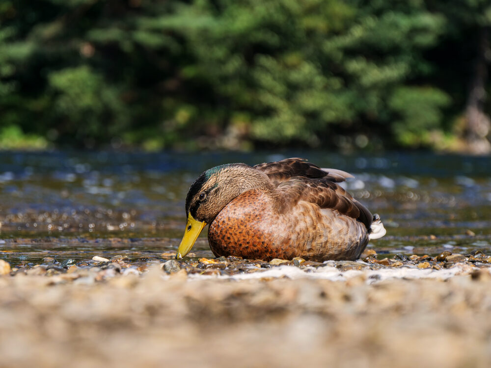A mallard duck dabbling at the pebbly edge of a sunlit river, Glendalough, Ireland