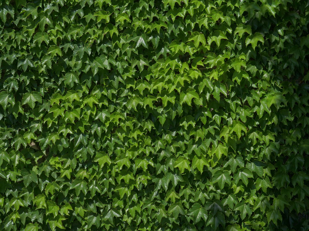 A dense wall of overlapping green ivy leaves filling the whole frame, Karnataka