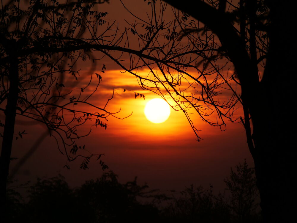 An orange sun setting through silhouetted bare tree branches in Karnataka, India