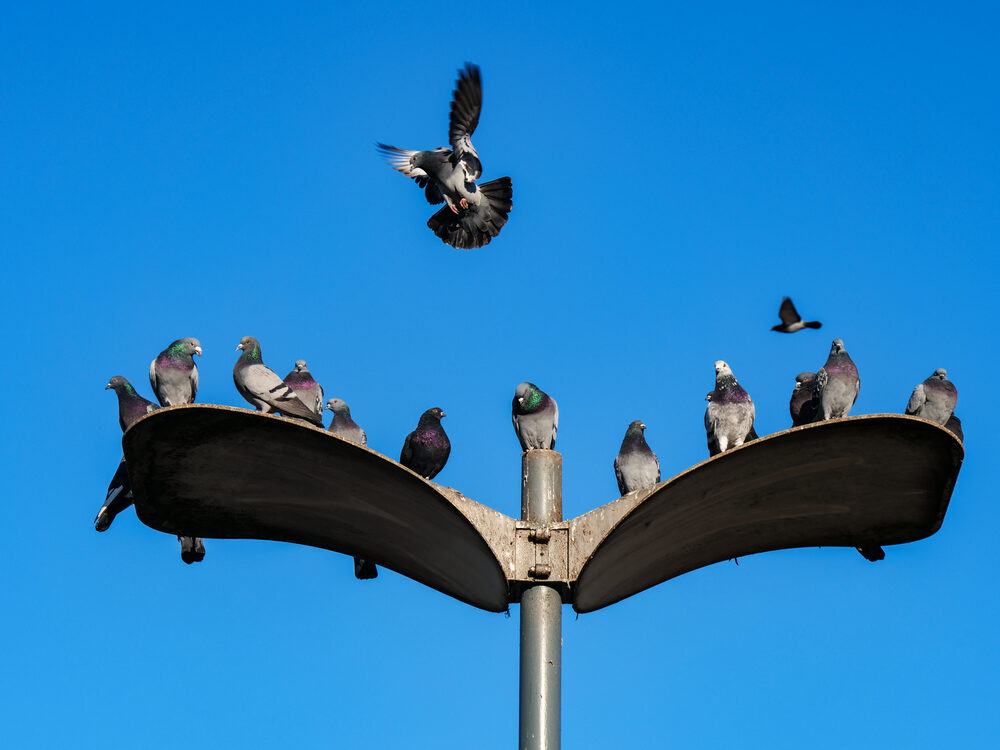 Pigeons perched on a winged lamp fixture against a clear blue sky with one landing, Krakow