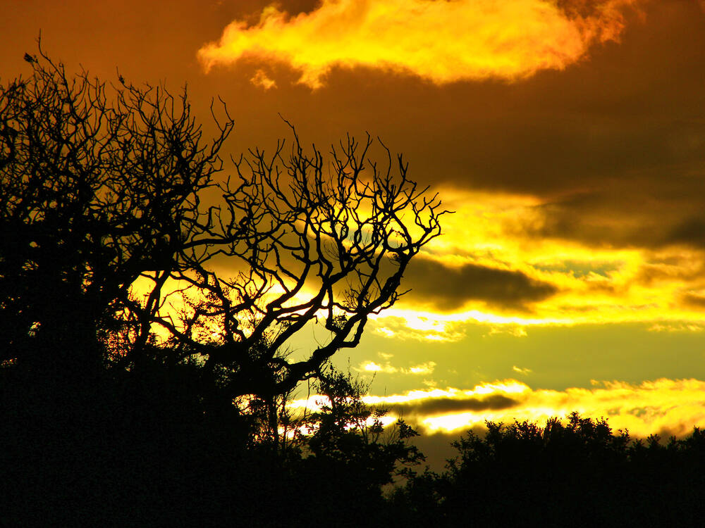 Silhouette of bare, leafless tree branches against a golden and orange sunset sky with dramatic clouds, Normandy