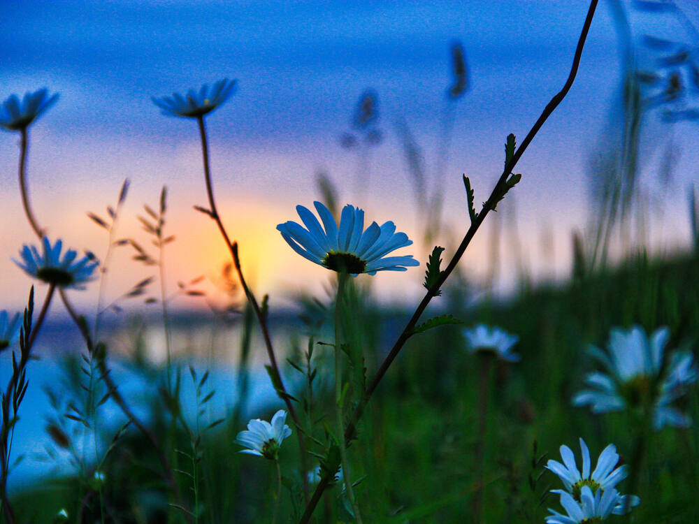White daisies backlit against a blue and orange dusk sky, with tall grass and water in the blurred background, Normandy