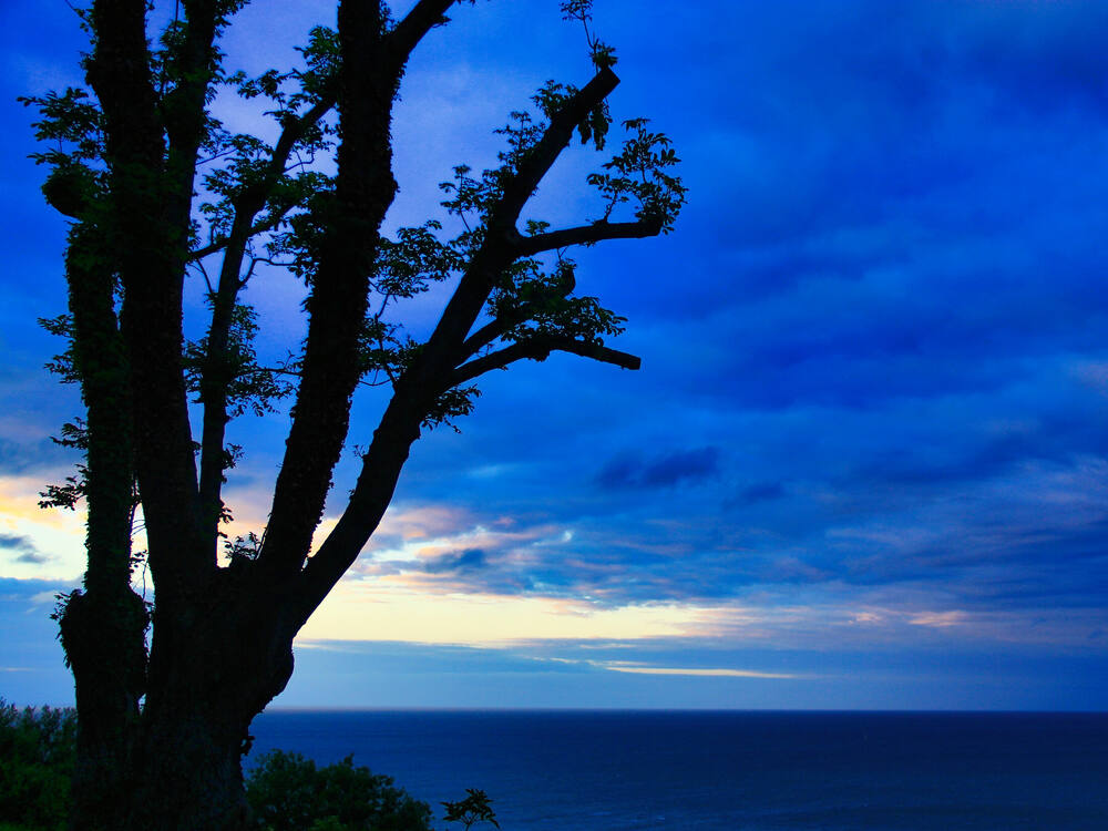 Silhouette of a large tree against a deep blue dusk sky overlooking the sea horizon, Normandy