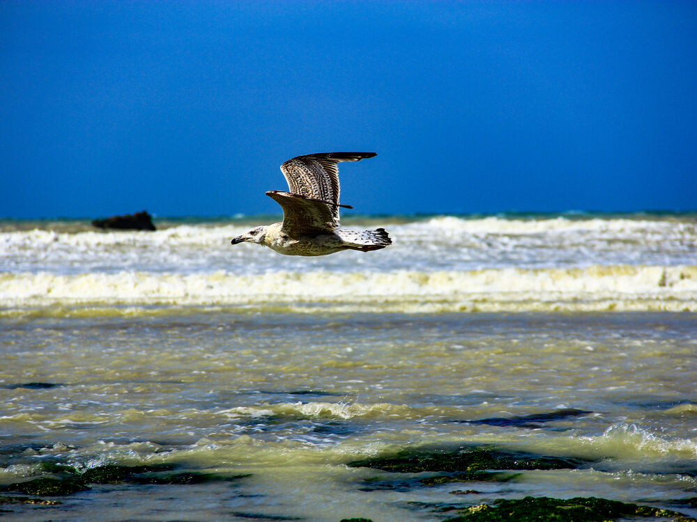 A juvenile gull flying low over breaking surf on the Normandy coast