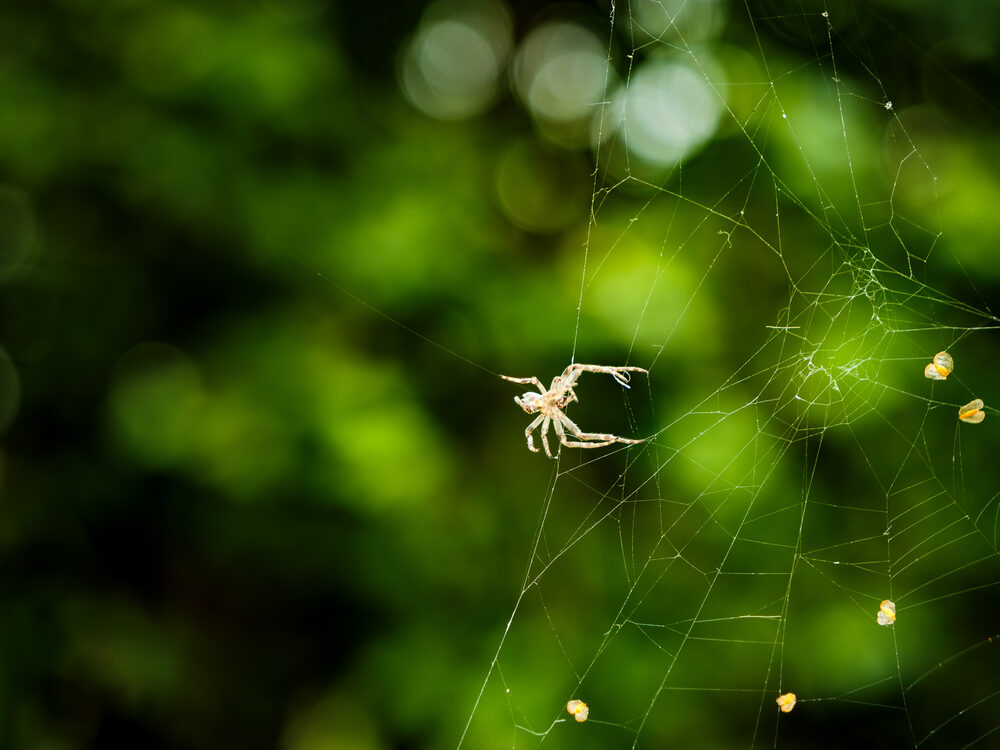 A spider on its web against a green, sunlit background, Christ Church Meadow, Oxford