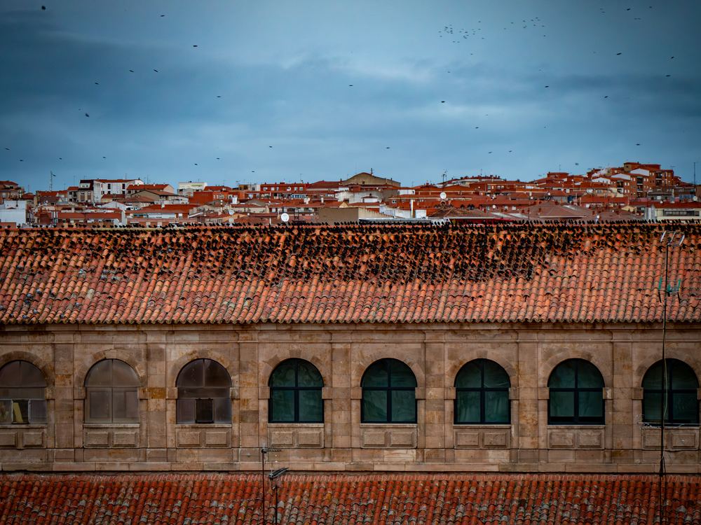 Hundreds of starlings lined along a terracotta tiled roof in Salamanca