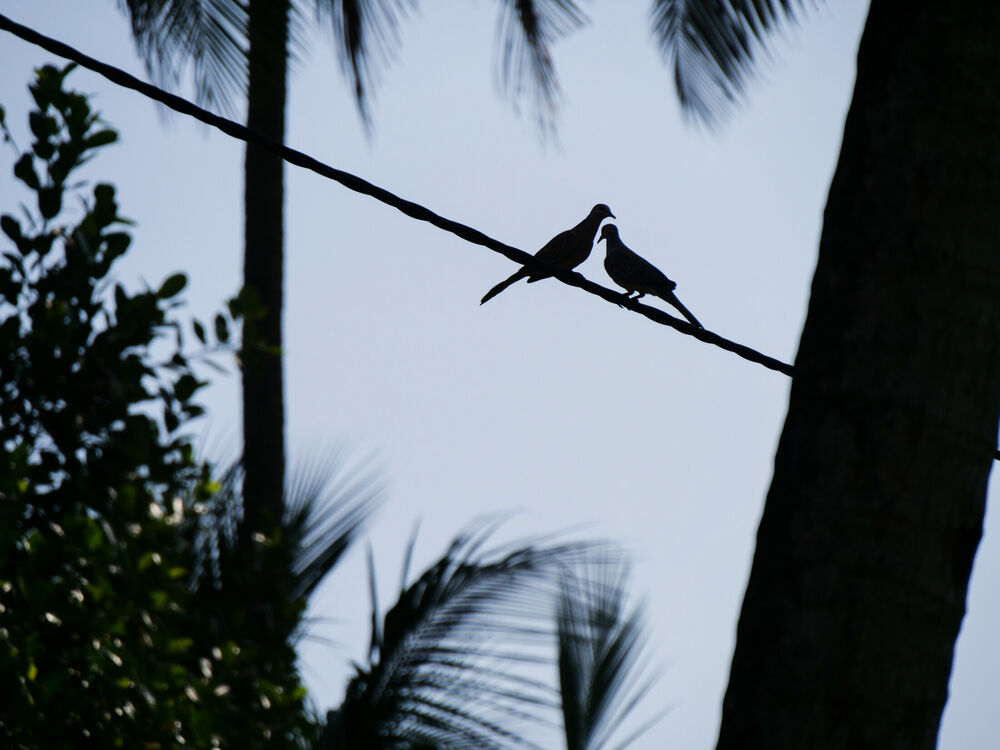 Two spotted doves perched close together on a power line among silhouetted palm trees, Sri Lanka